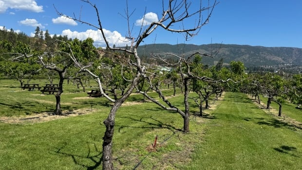 Okanagan fruit farmers hope to salvage year with different crops