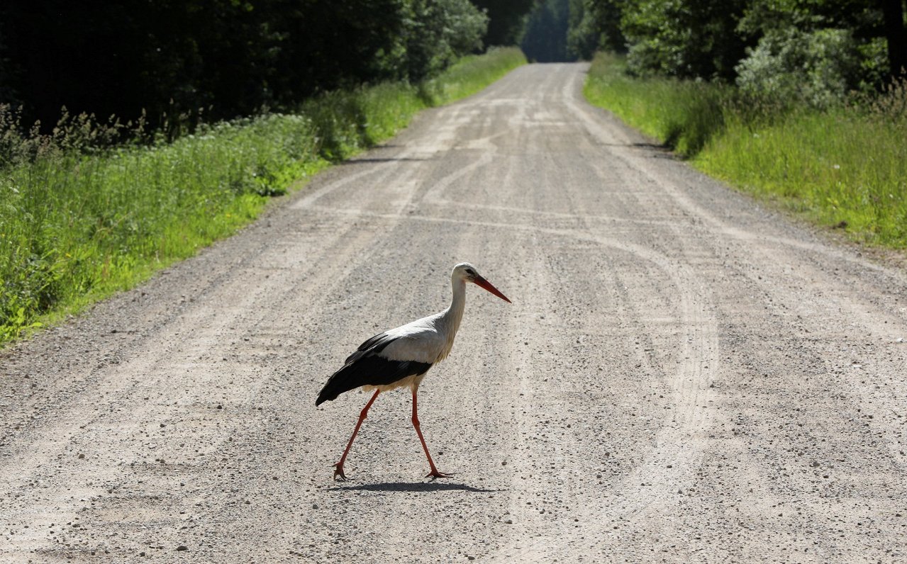 Keep counting your storks, ornithologists urge