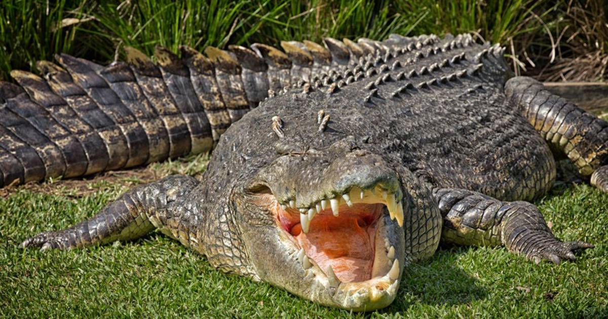 Australian police find remains of girl (12) snatched by crocodile in remote north