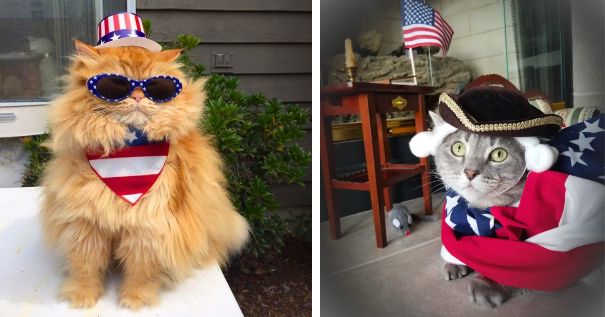 24 Purrfectly Patriotic Posts of Funny Festive Floofy Felines Bringing That Scream 'Murica! for the 4th of July