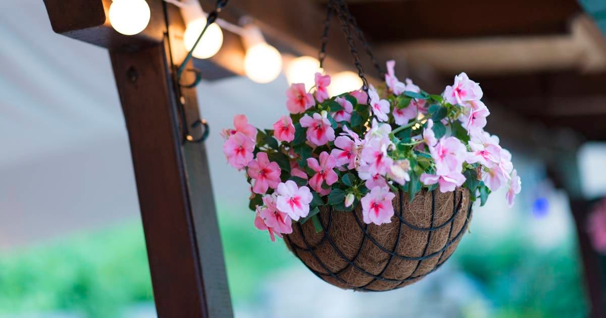 Cork woman fined after tracker locates stolen hanging flower baskets at her home