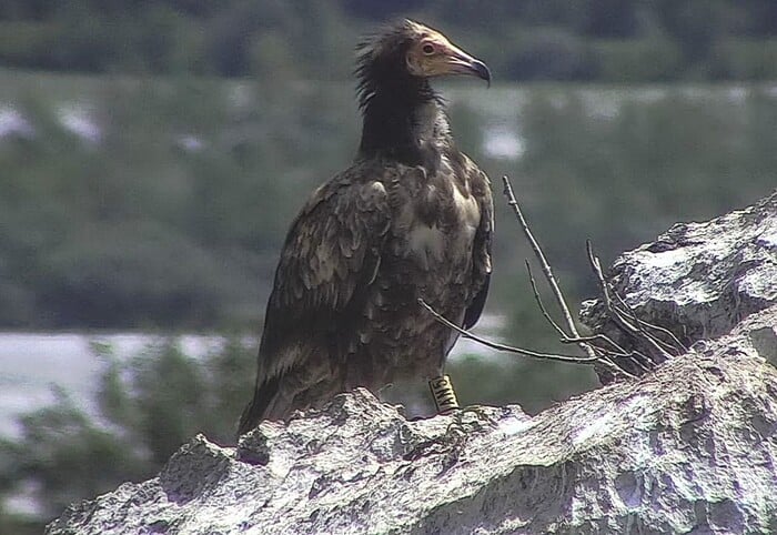 Most at risk vulture reappears in Friuli reserve