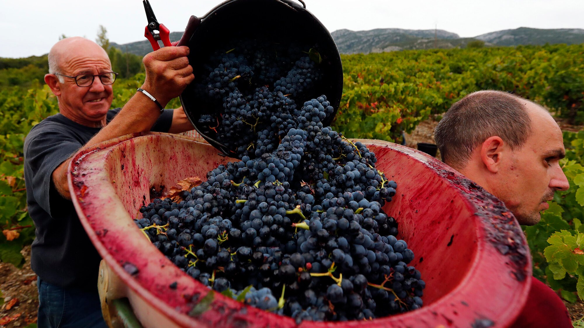 Wine production to grow but less than forecast due to weather