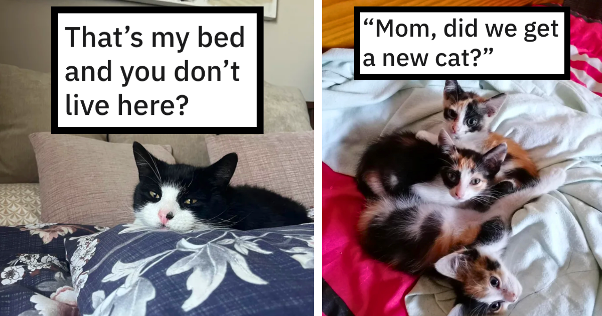 27 Times Hilarious Hoomans Caught Themselves Saying 'Hey, this is not my cat!" After a Feline Free Spirit Invaded Their Heartwarming Homes