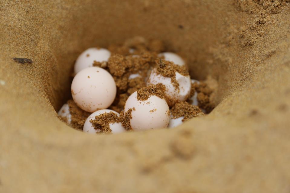 Second turtle nesting site of the summer found at G&#295;ajn Tuffie&#295;a