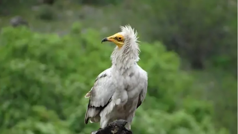 Two Egyptian vultures have hatched in the Rhodopes