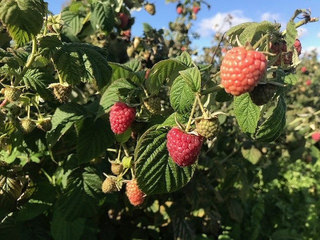 Raspberry harvest in Latvia will not be great