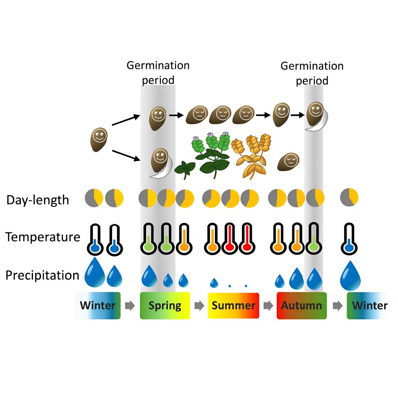 Summer slumber: How seeds go dormant to combat harsh conditions