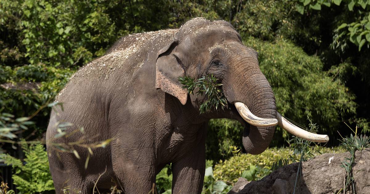 Second elephant dies in days at Dublin Zoo from viral infection 