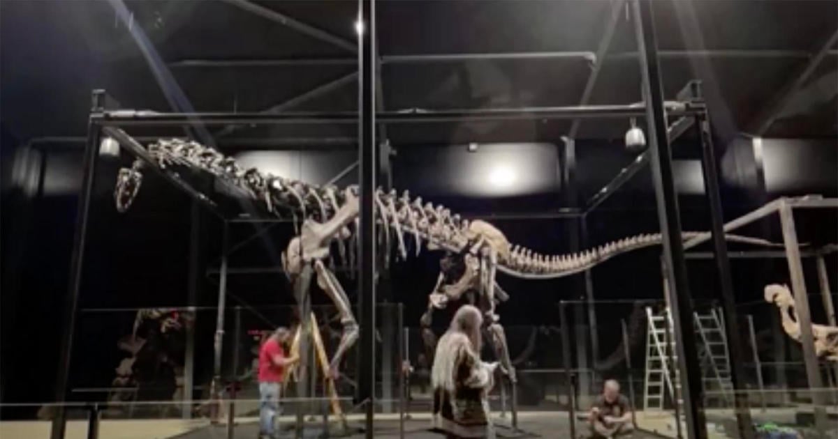 Massive dinosaur skeleton from Wyoming on display in Denmark - after briefly being lost in transit