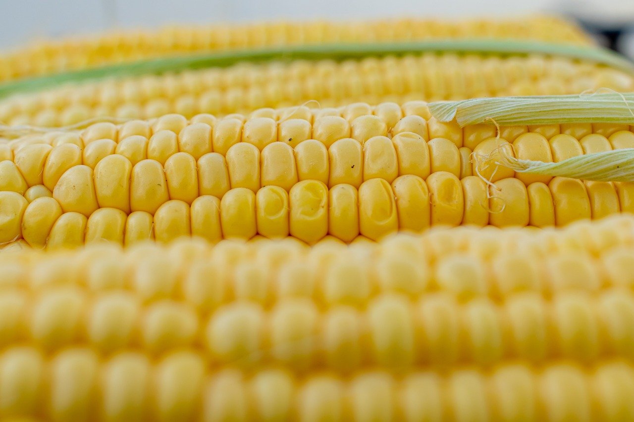 Booming Sweet Corn Season is Ahead with Stable Supply for Markets and Industry