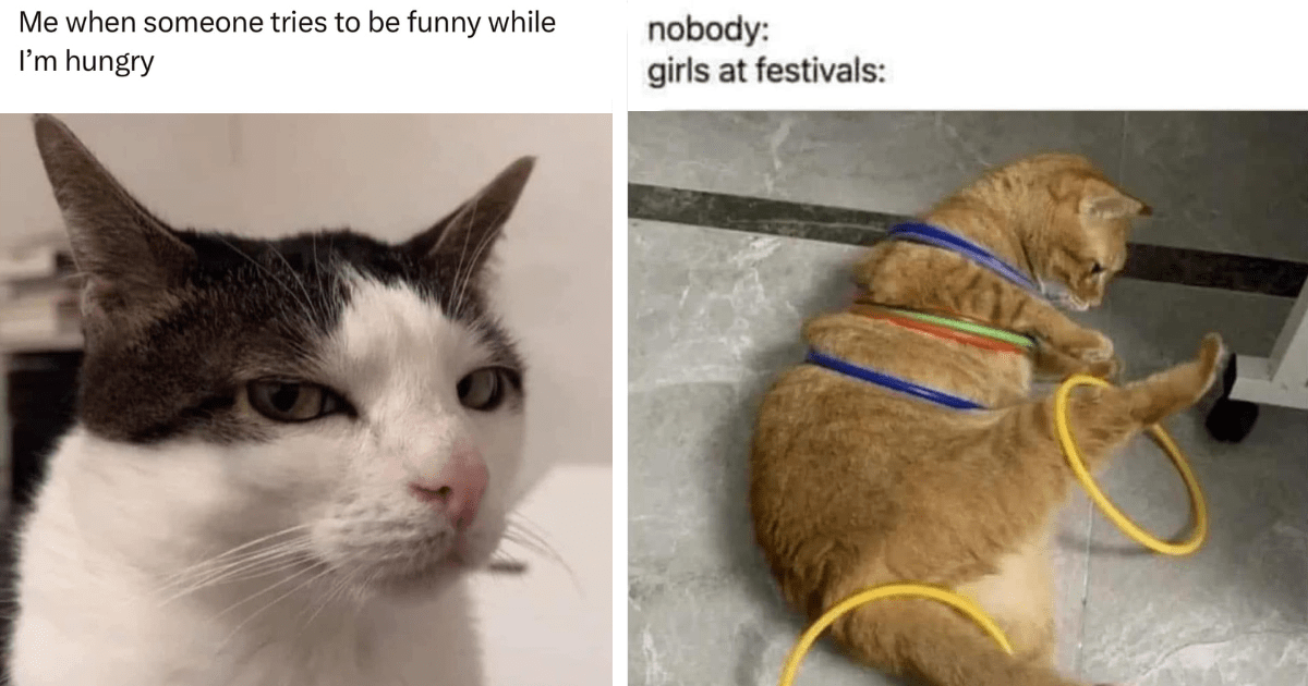 31 Funny Feline Memes to Help All You Grumpy Cats Purrservere With Pawsitivity