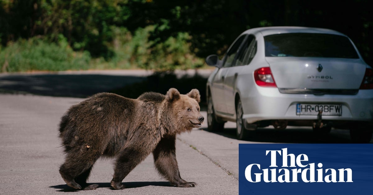 Romania to step up cull of brown bears after hiker killed