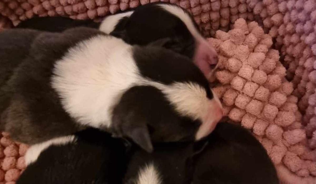 Shock as 11 newborn pups found in dumped turf bag