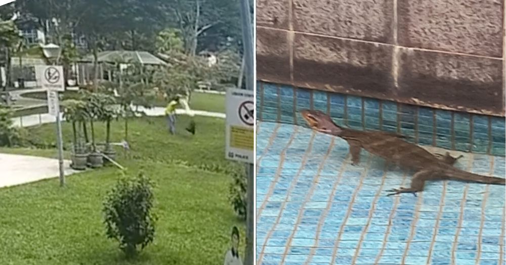 Monitor lizard seen chilling in condo pool after 1 monitor lizard removed & left at Farrer Park park