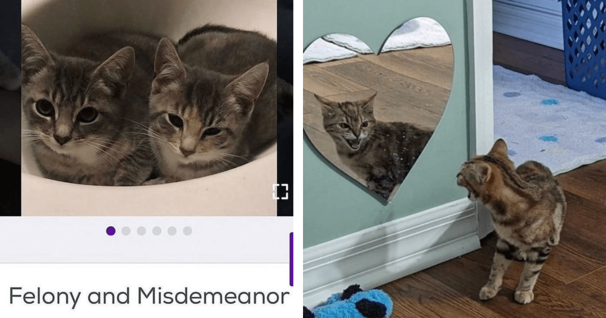 21 Hissterical Cat Posts From Pawrents Who Unwittingly Adopted Tiny Feline Terrors