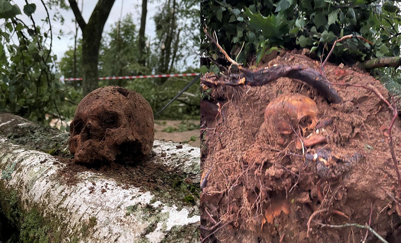 Skulls found under storm-toppled tree in Bauska