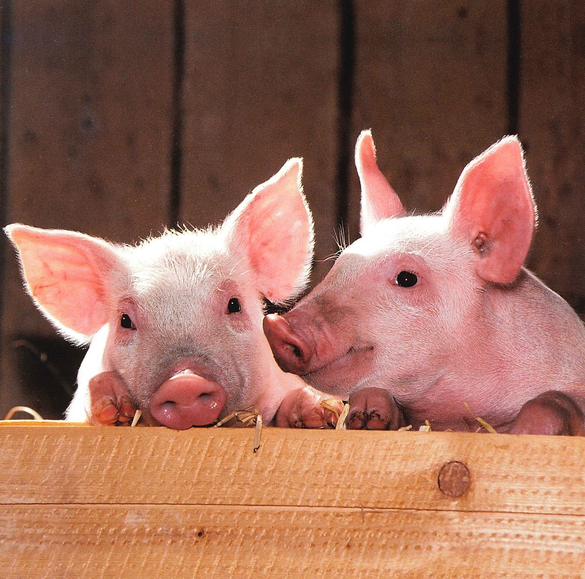 Study shows naming farm animals reduces preschoolers' desire to eat them