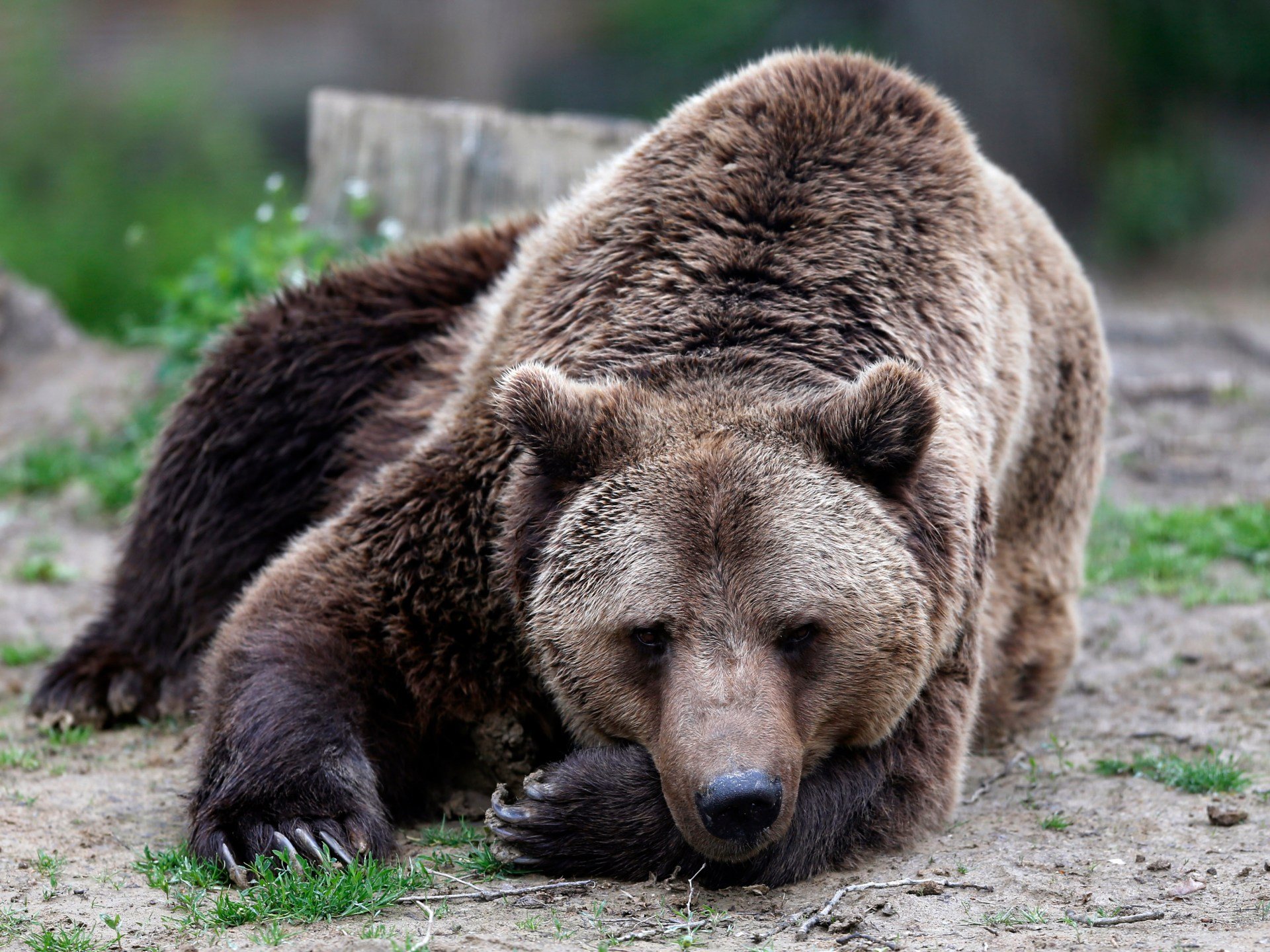 Romania to cull 500 bears to curb overpopulation after deadly attack