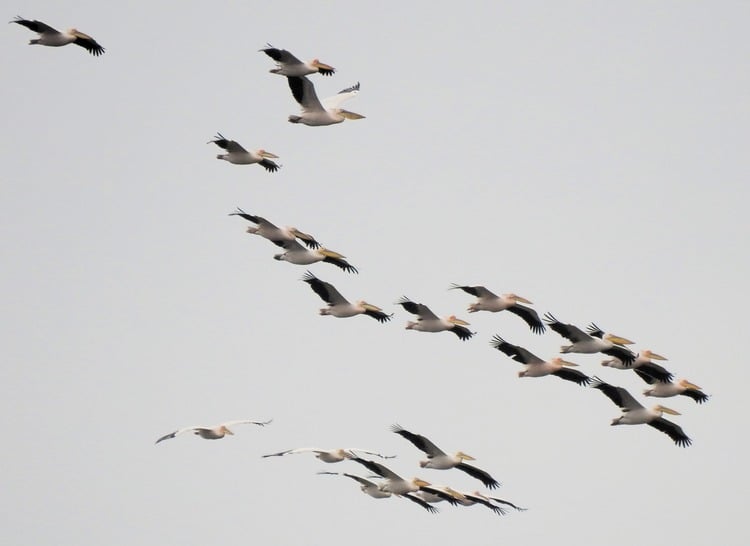 Record Number of Pelican Chicks in Bulgaria Due to High Levels of Danube 