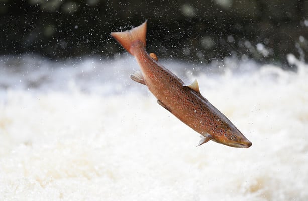 Inland Fisheries Ireland investigating deaths of around 850 wild Atlantic salmon in Sligo river