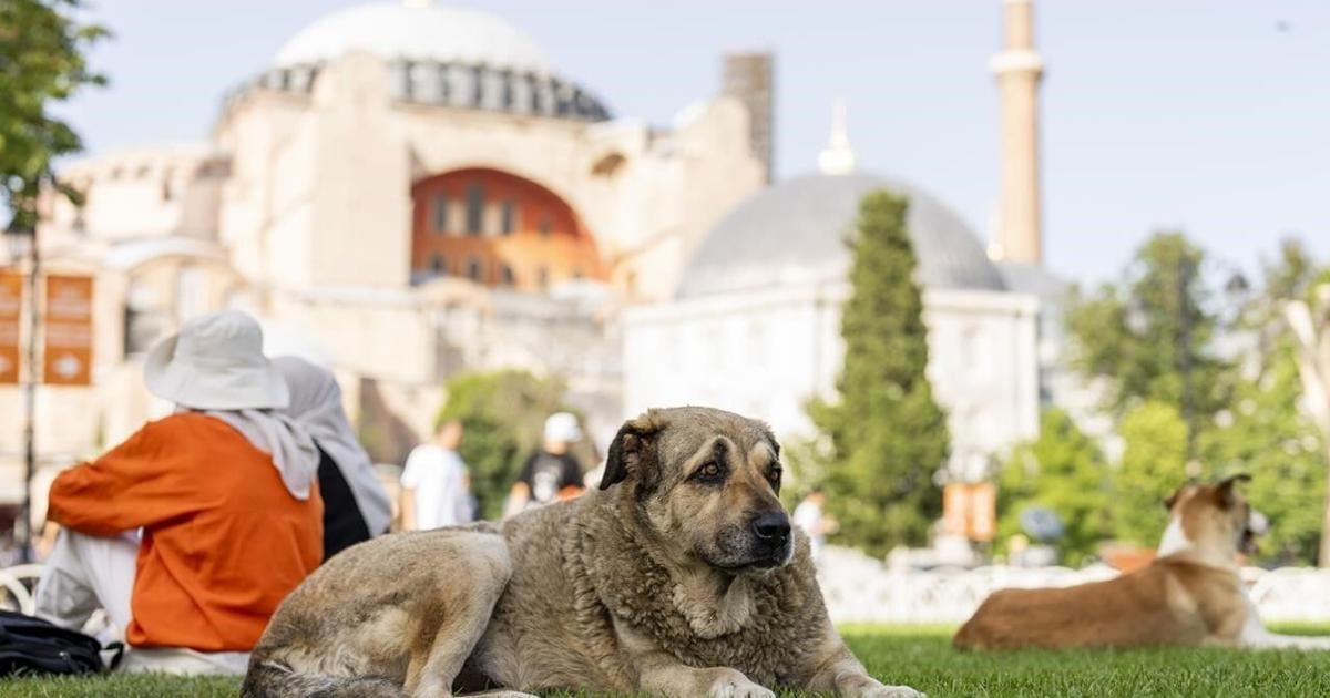 Turkey holds a tense debate on a bill to control stray dogs. It's raising fears of a mass culling