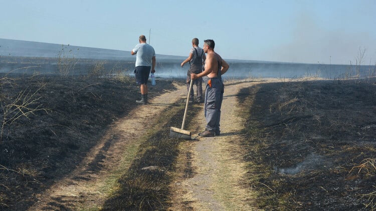 Agriculture Ministry Forms Expert Committees to Ascertain Damage Caused by Wildfires