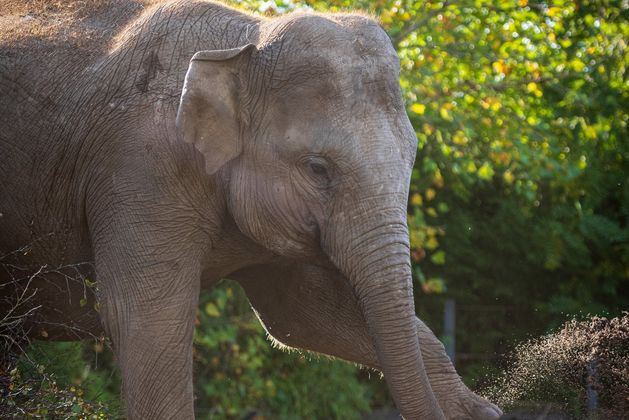 Dublin Zoo confirms fourth elephant has contracted virus that killed two elephants within a week