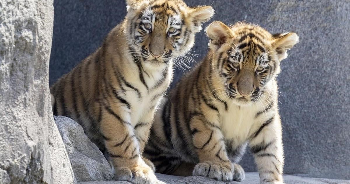 2 Amur tiger cubs have their first public outing at Germany's Cologne Zoo