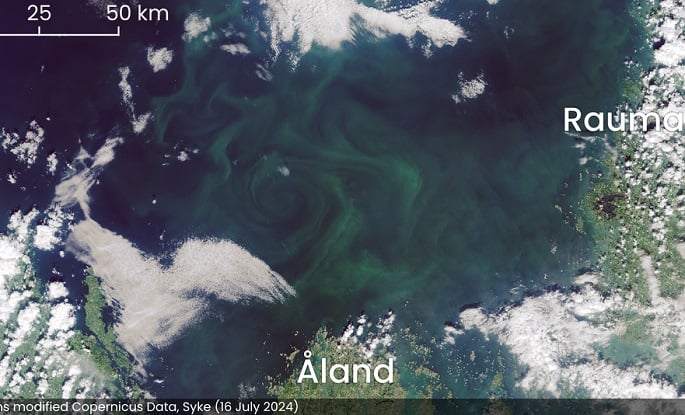 Blue-green algae rises in coastal, sea areas