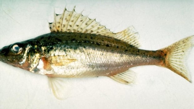 New invasive fish detected in northeastern Ontario, near Sault Ste. Marie