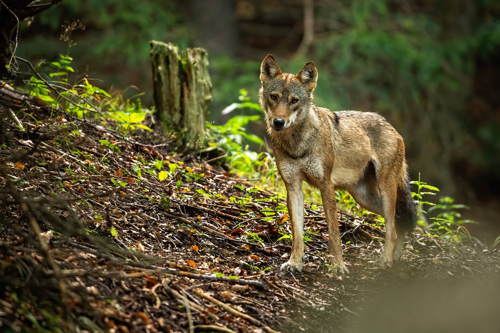 Utrecht estate off limits following close encounters with wolves