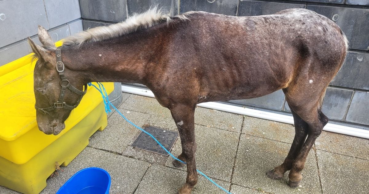 Gardai seize 'neglected' pony after owner used it to travel long distance to garda station