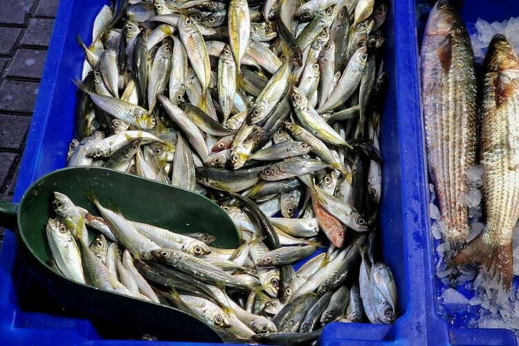 90% of Bulgarian Sprat Catch Is Exported, Says Association of Fish Products Producers