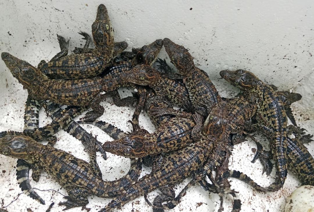 These 60 Baby Crocs Have Conservationists Swooning