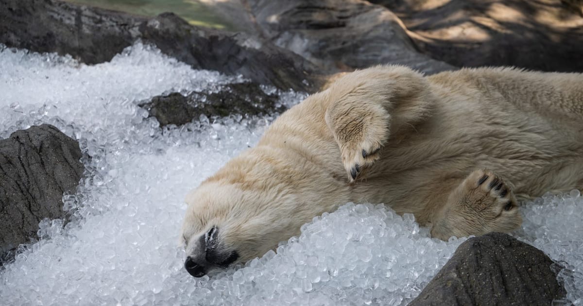 Animals at Prague zoo keeping cool in heatwave