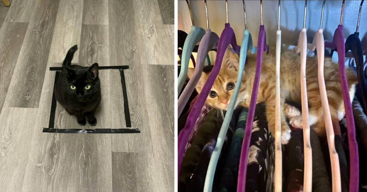 25 Cozy Cats "Trapped" in Smol Spaces and Compartments