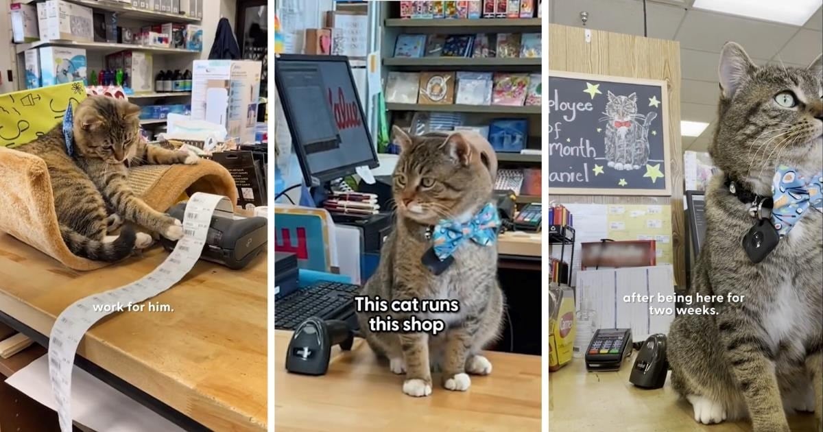 Coworkers Get Fed Up After the New Hire Gets Elected Employee of the Month, Boss Claims Daniel the Cat Is 'the purrfect employee'