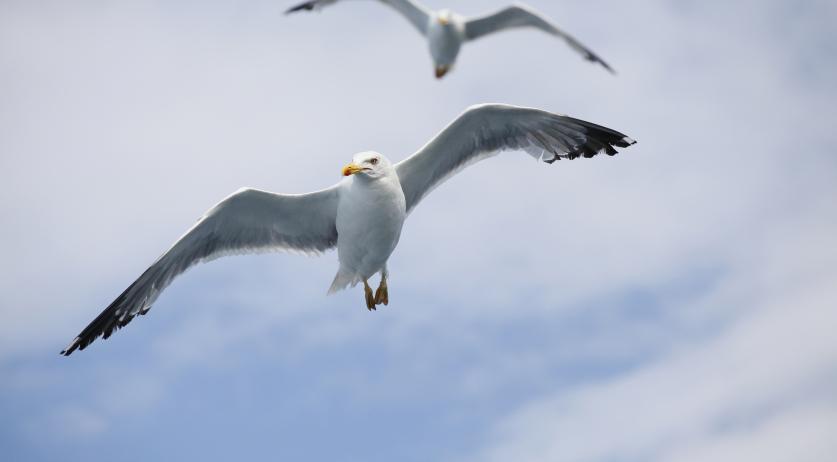 Aggressive seagulls attacking staff at Amsterdam hospitals