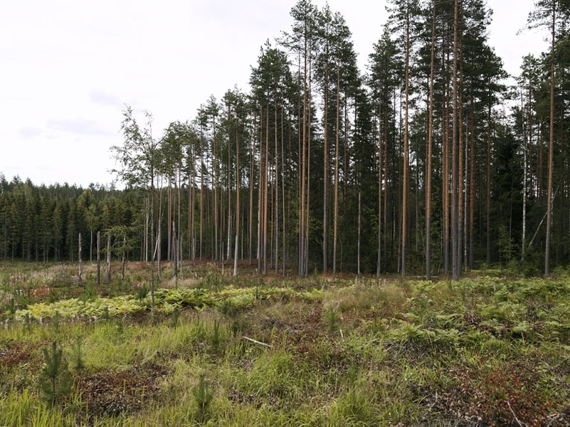 YLE: Chronic lack of funding an obstacle to forest conservation in Finland