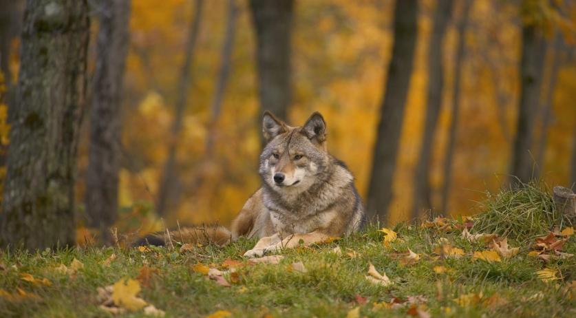 Wolf attacks on animals in Netherlands tripled in first quarter