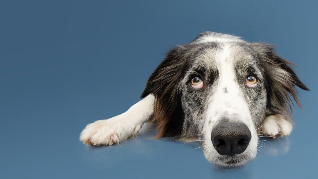 A new study says dogs can smell your stress - and it affects them, too