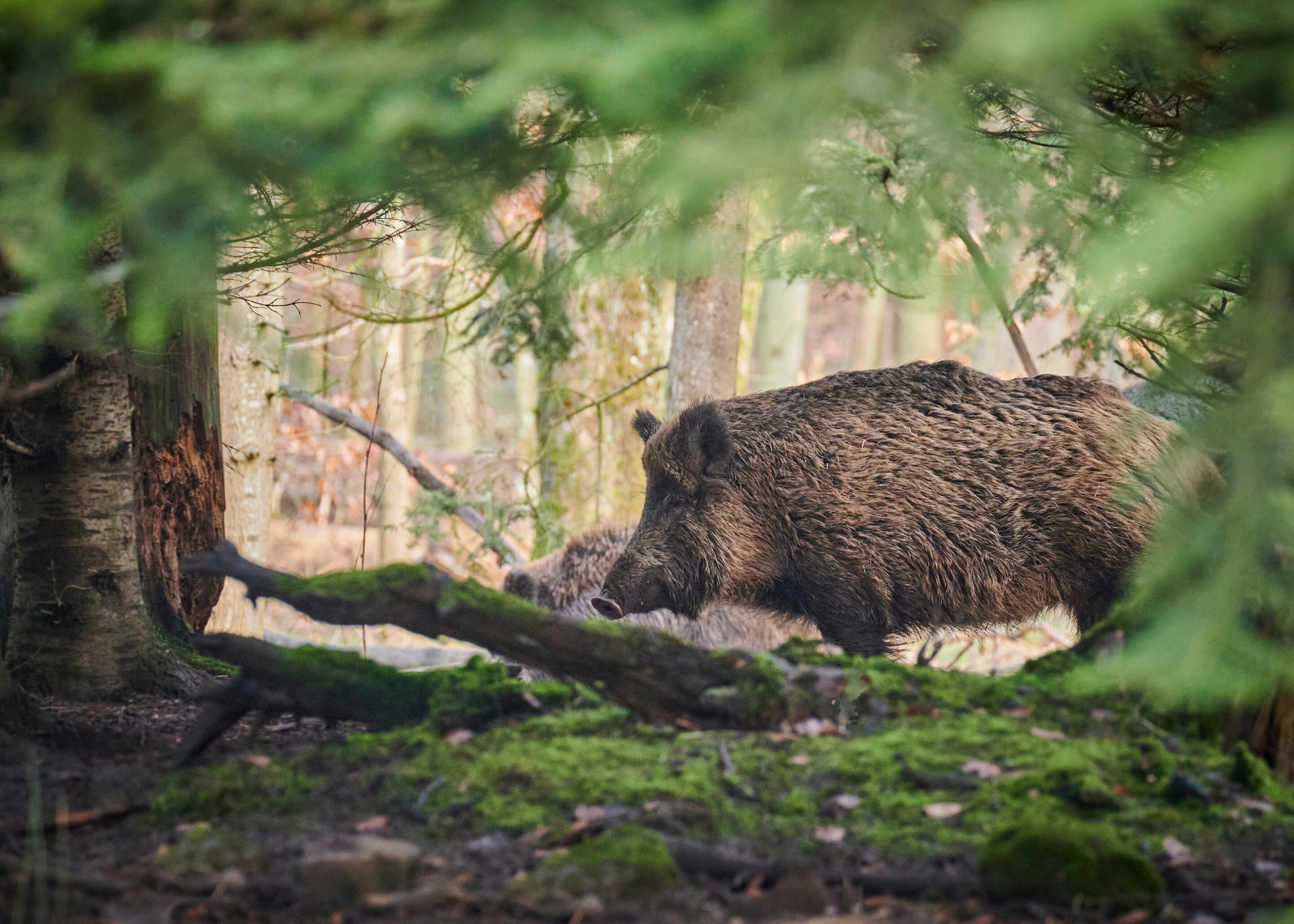 National park wild boar contain five-times more toxic PFAS than humans allowed to eat, study finds
