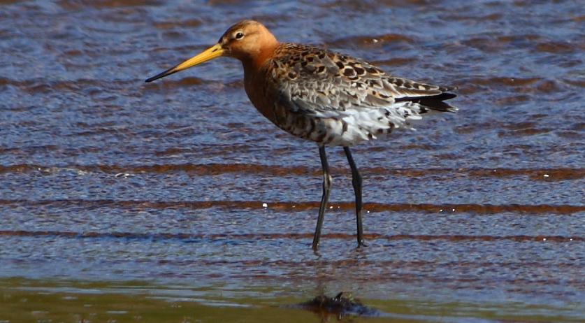 The Netherlands must better protect the black-tailed godwit, European Commission says 