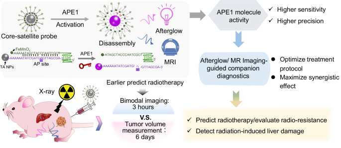 Imaging-guided companion diagnostics in radiotherapy by monitoring APE1 activity with afterglow and MRI imaging