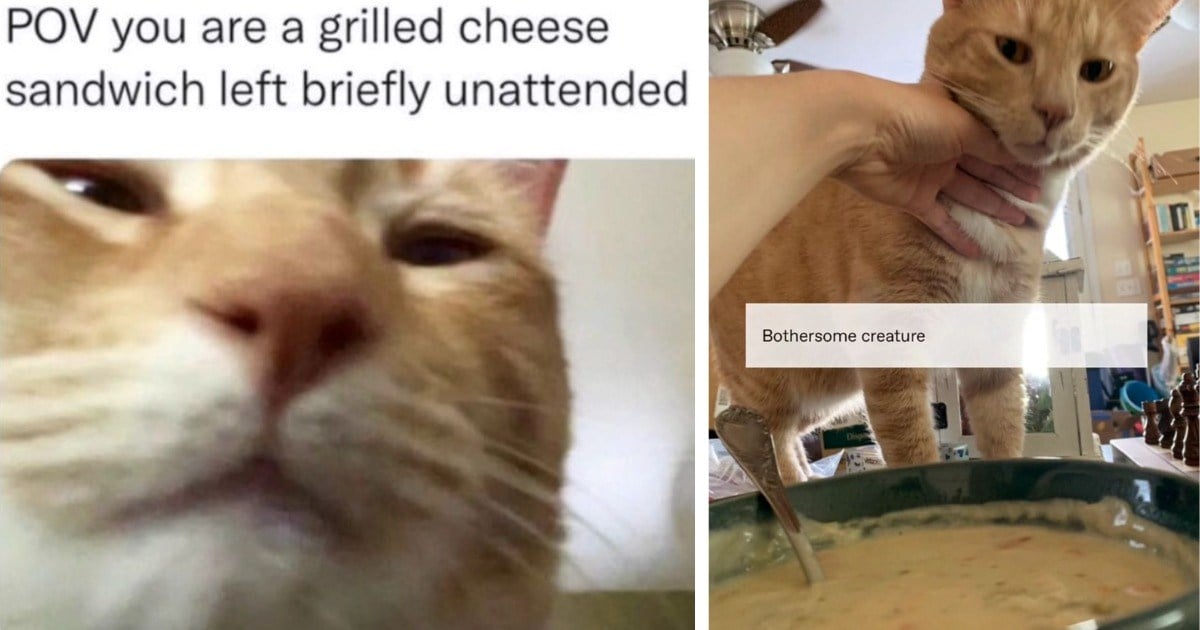Hissterical Feline Memes Embodying The Silly Energy Of Cats Who Share One Braincell