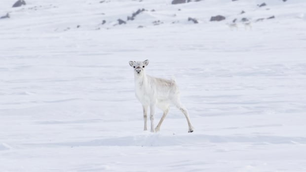 Dolphin and Union caribou first species labelled endangered by N.W.T. legislation