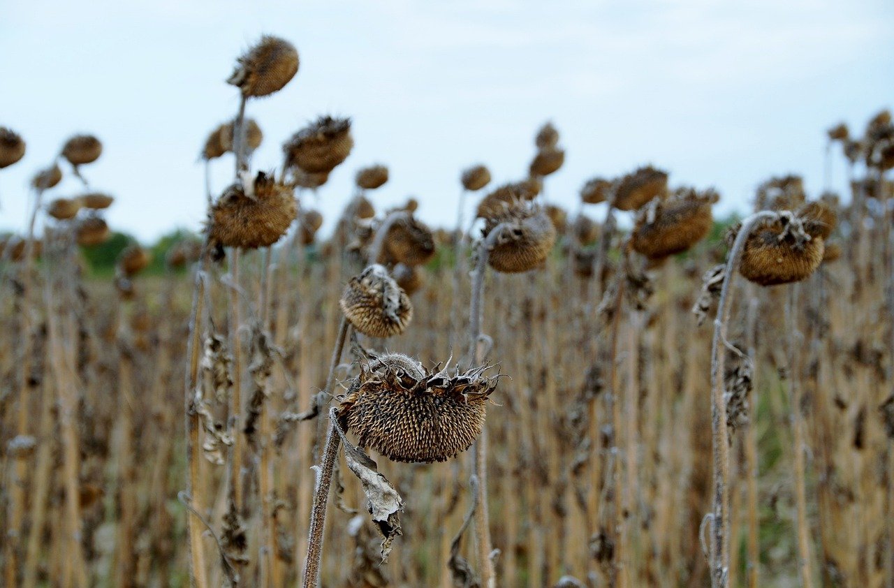 The Size of Drought-stricken Areas Is Increasing