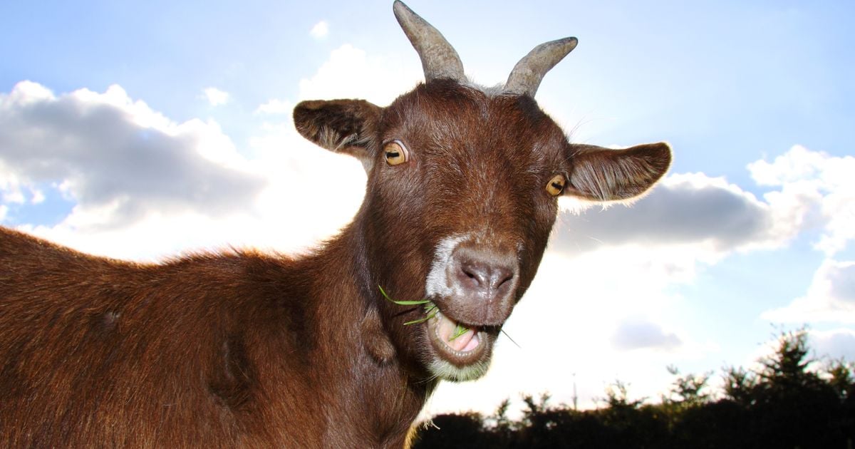 'Goat plague' spreading across Greece