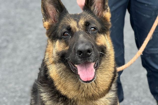 Dog abandoned at Dublin Airport over the weekend still not reclaimed